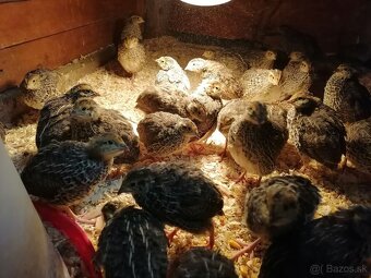 Japonské prepelice - 2