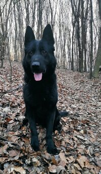 Nemecký ovčiak - 2