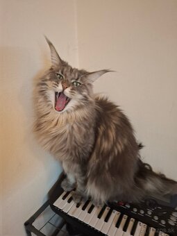 Maine Coon - 2