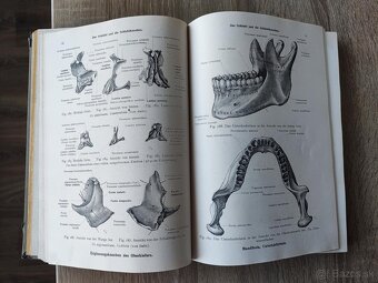 Toldtuv Anatomický atlas - 2