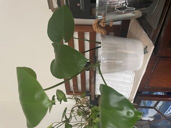 MONSTERA + INE KVETY IZBOVE - 2