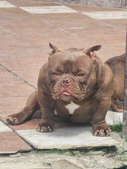 American bully nano psik aj fenka - 2