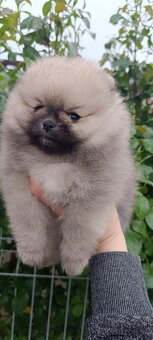 Pomeranian - 2