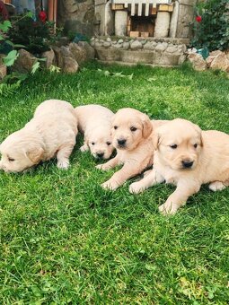 Zlatý retriever - 2