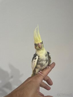 Korela chcocholata ručne dokrmene klietka a doplnky - 2