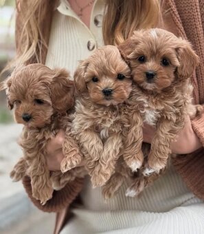 Maltipoo toy - 2