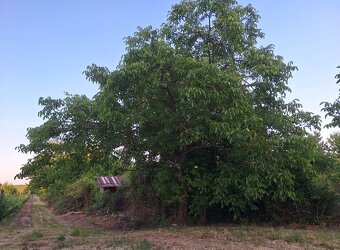 Vinica Krížny vrch - 2