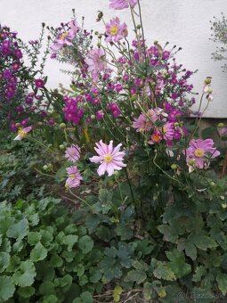 Jesenná veternica dlhokvitnúca, nenáročná - 2