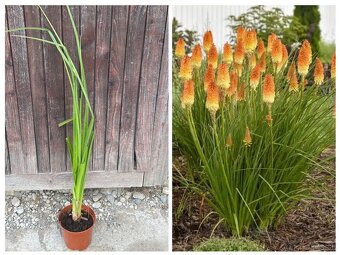 Rudbekia, hosta, fakľovka, bršlen - 2