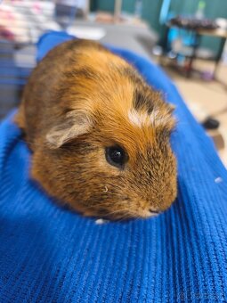 Morské prasiatka - 2