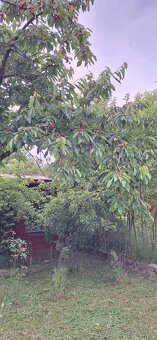 Predam zahradku na Zl.Potoku - 2