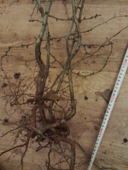 Predam sadenice hloh obycajny - 2