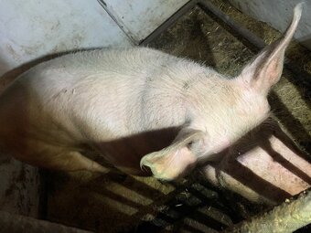 Predám prasnicu - 2