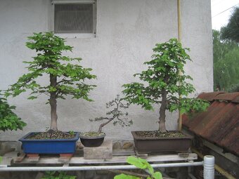 bonsai,bonsaj-hrab 12 - 2