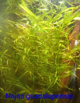 Plávajúce rastliny - 2