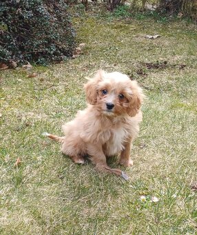 Cavapoo - 2