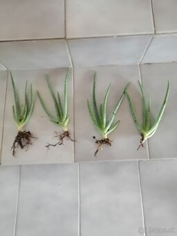 Aloe - 2