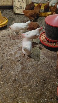 Mladky LEGHORN a DOMINANT - 2