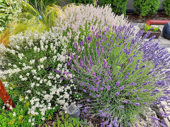 Levandula lekárska-ružová,fialová,biela - 2