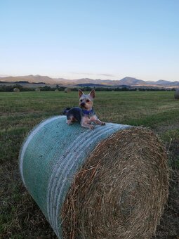 Yorkshire teriér - 2