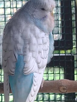 Výstavné andulky - 2