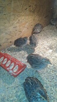 Kohuty Faraon Jumbo - 2