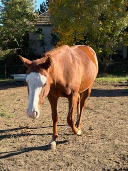 Paint horse kobyla 2024 - 2