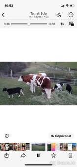 Predam mladé kozičky. - 2