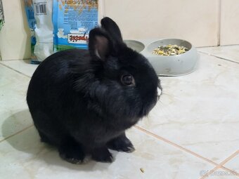 Zakrslý králik - 2