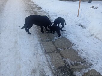 Nemecký ovčiak - 2