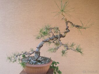 bonsai,bonsaj-hrab 4 - 2