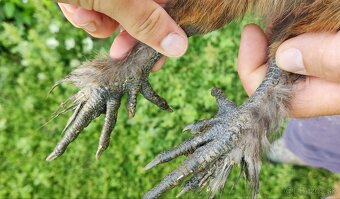 Kohútik hodvábnička - 2