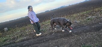 Krytie - Americky Stafordsirsky terier - 2