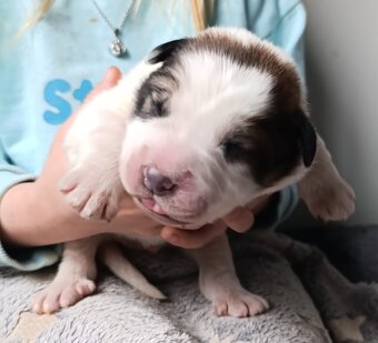 Pyrenejský horský pes chlupáči - 2