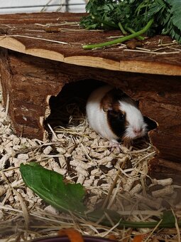 Predám morské prasiatko - 2