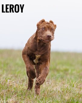 Bandog - 2