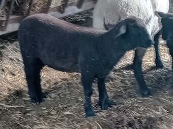 Suffolk - 2