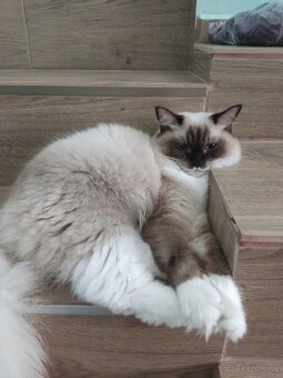 LUNA si hľadá nový domov - 2