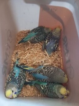 Andulka - Papagájec vlnkovaný - 2