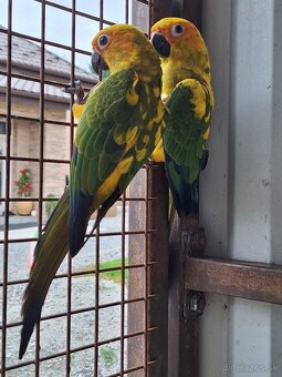 Aratinga slnečná - 2