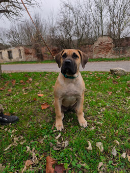 Krásna fenecka Kanárska Doga / Presa Canario s PP - 2