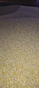 Predám kukuricu - 2