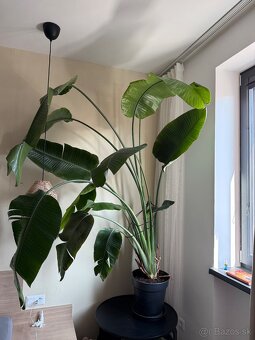 Strelitzia Nicolai / Strelicia - 2