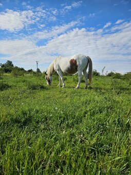 Ustajnenie pre kone - 2