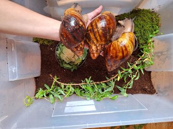 Archachatina-africký šnek - 2