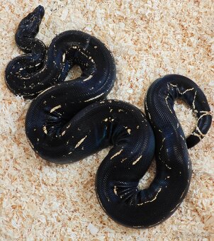Boa constrictor - Veľhad kráľovský - KOMPLETNÁ ZBIERKA - 2
