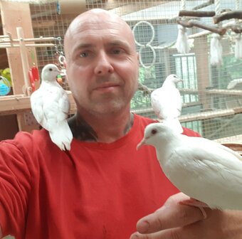 Hrdličky Hrdlička chichotavá - 2