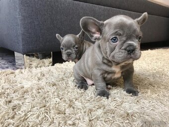 Francúzsky buldoček - 2
