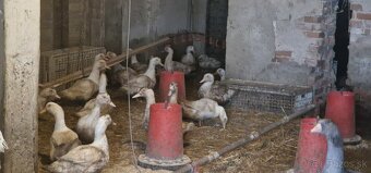 BROJLEROVÉ KAČKY dochované na kukurici - 2