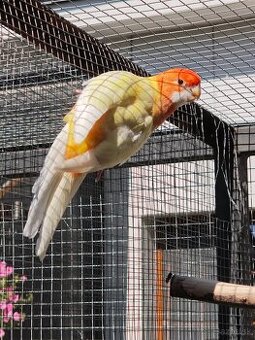 Rozela penant orange-albino - 2